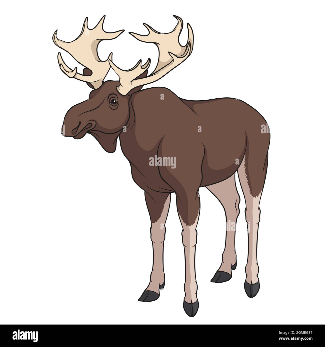 Color image of elk, moose. Isolated vector object on white background. Stock Vector