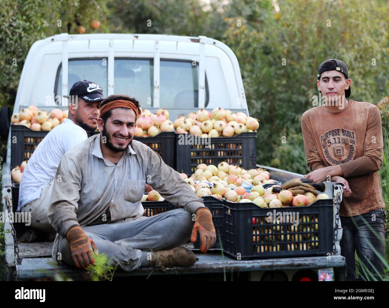 Baghdad, Iraq. 17th Sep, 2021. Farmers pose for photos after loading up a pickup with pomegranates at an orchard in Baghdad, Iraq, Sept. 17, 2021. Credit: Khalil Dawood/Xinhua/Alamy Live News Stock Photo