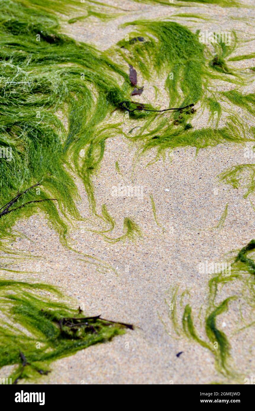 seaweed on beach at low tide Stock Photo