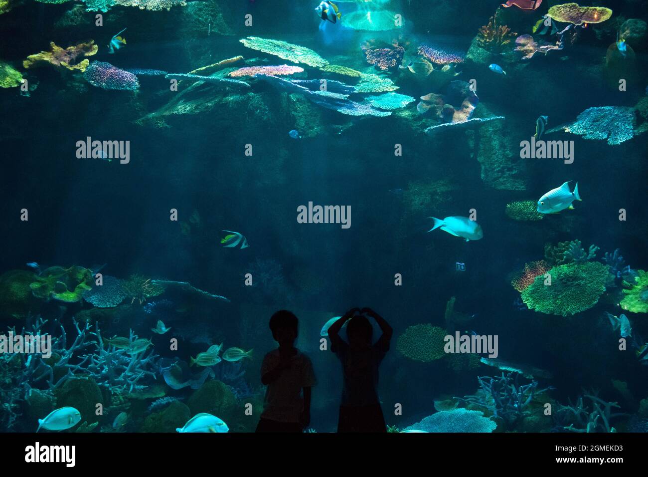 Silhouette photo of a boy and a girl in aquarium enjoy watching various fish in underwater. Stock Photo