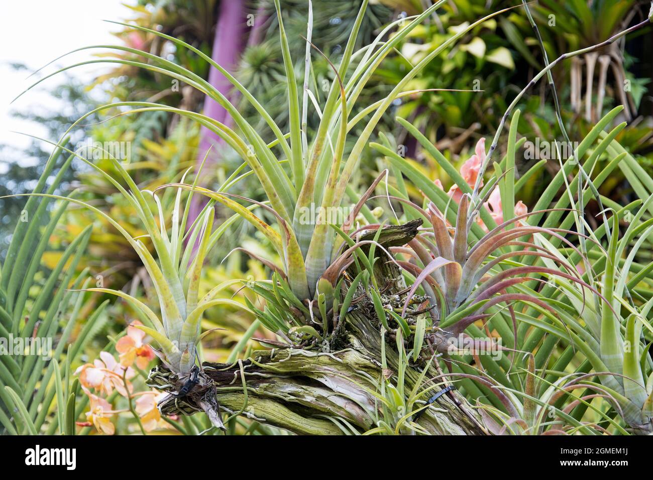 Beautiful green plants of Tillandsia or air plant in the botanical garden Stock Photo