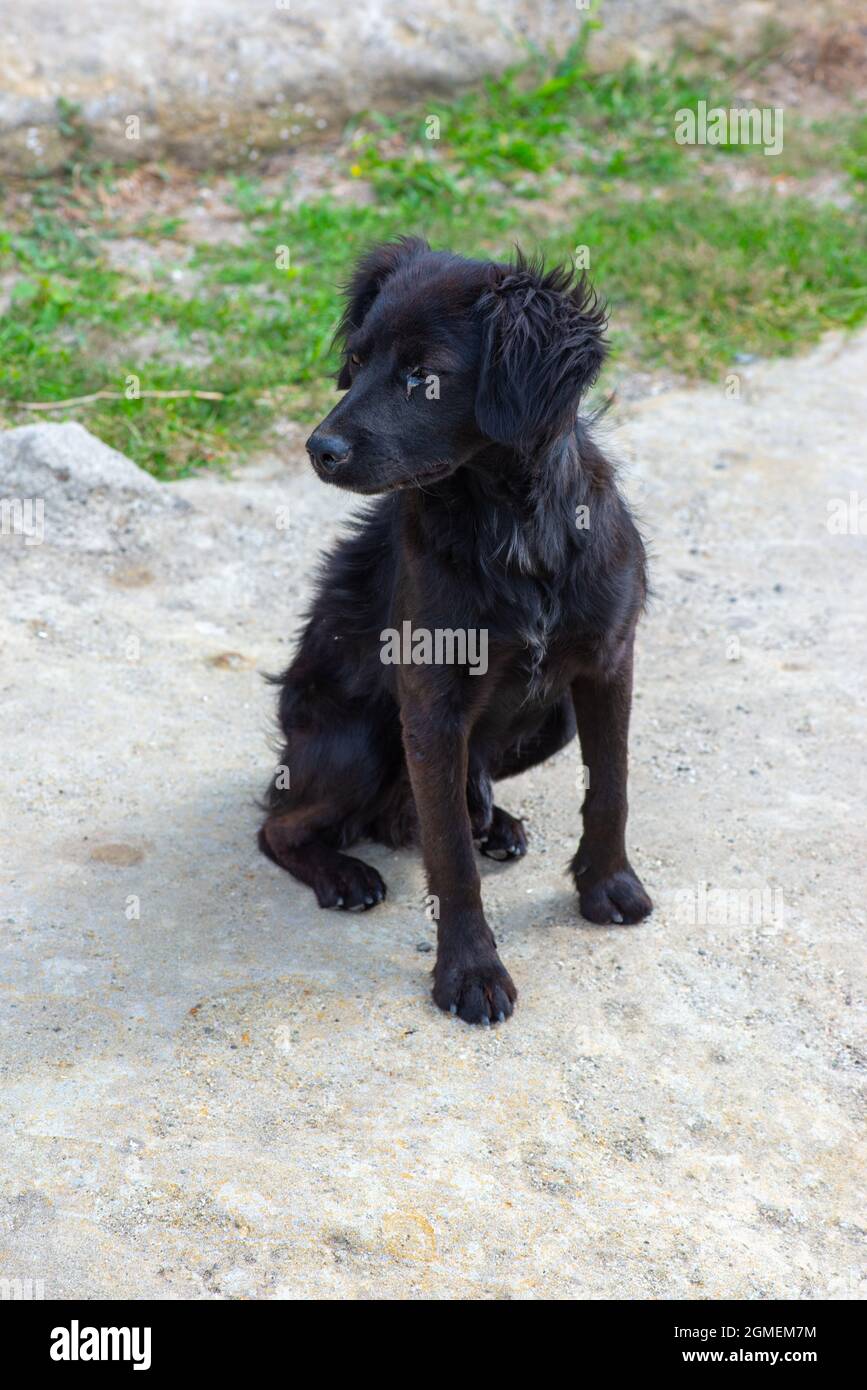 slender black dog sits on the pavement Stock Photo - Alamy