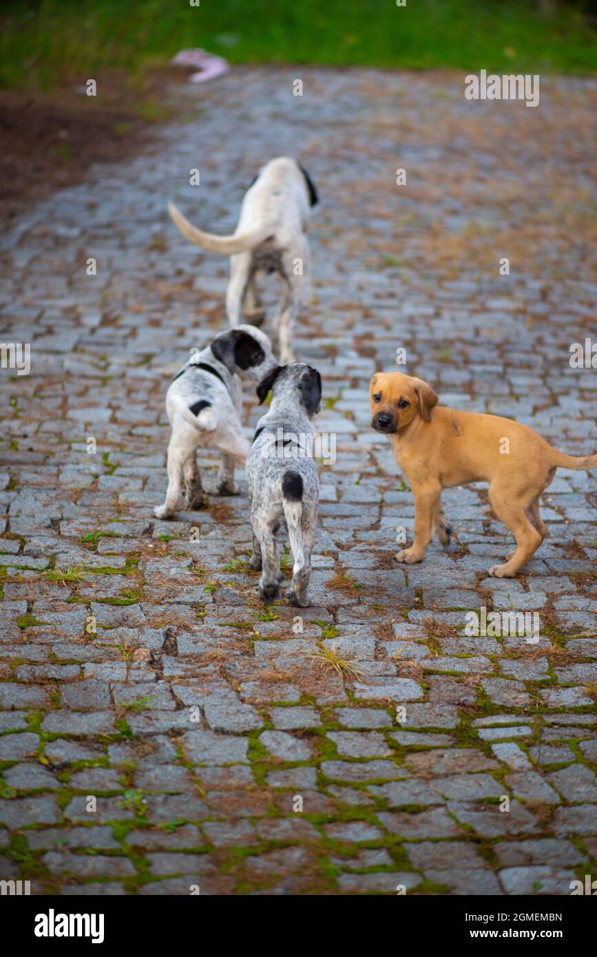 three puppies chasing a dog mom in Georgia Stock Photo