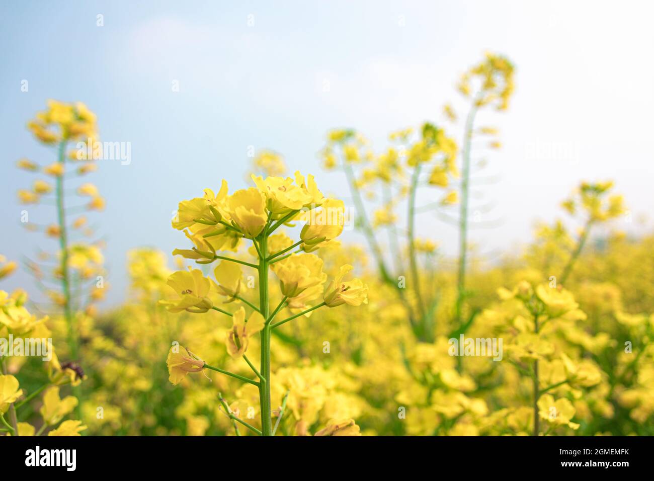 Growing Rapeseed Rapeseed flowers growing in the sun and bees collecting nectar Stock ...