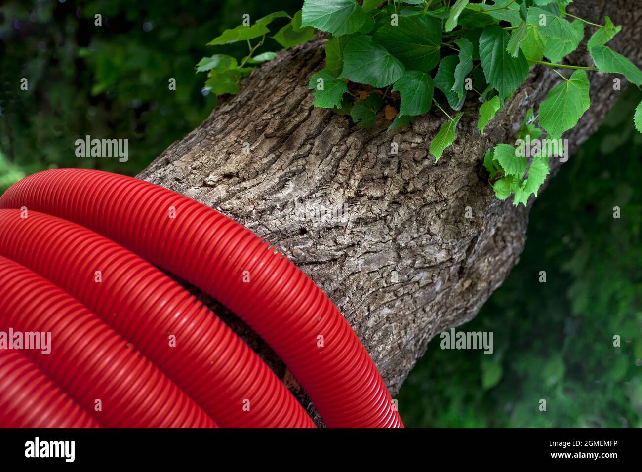 Red plastic pipe around a tree Stock Photo - Alamy