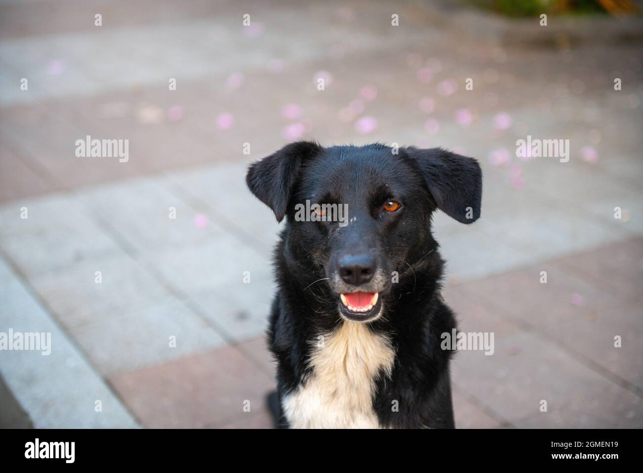 portrait of a black dog on the sidewalk Stock Photo - Alamy