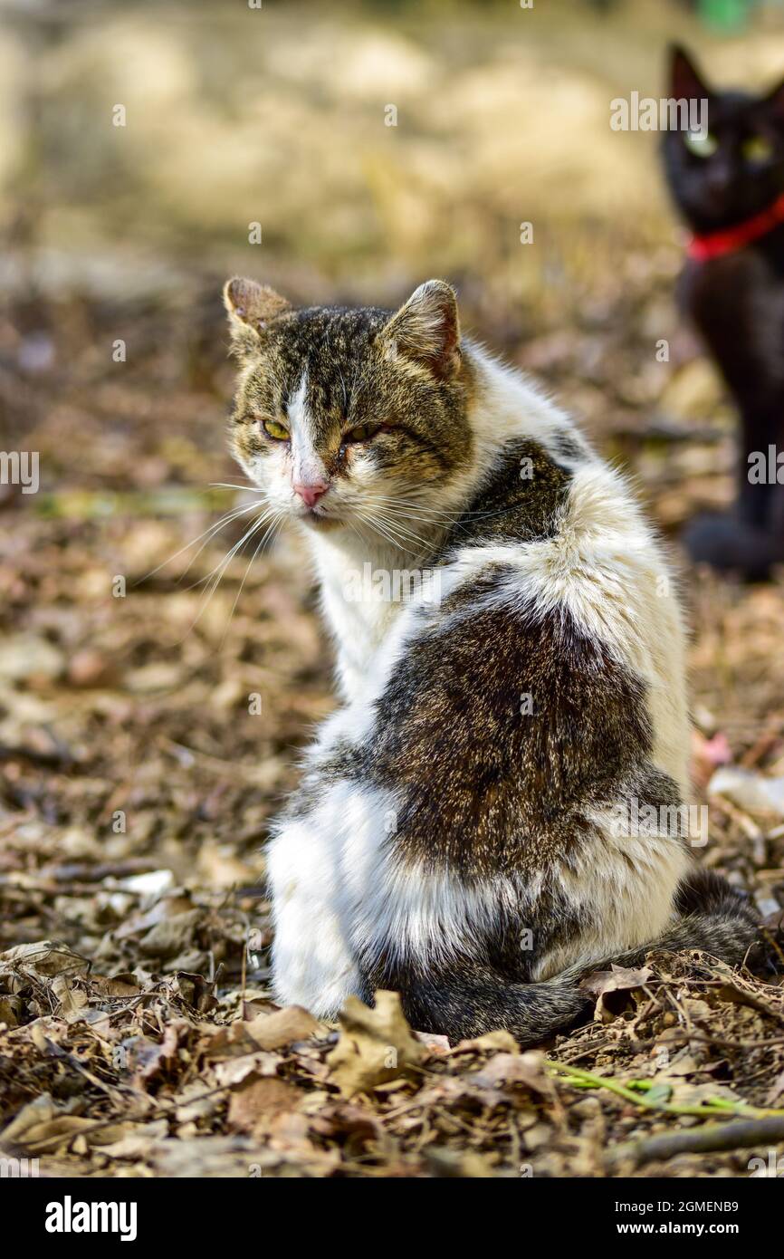 Small cat outdoors hi-res stock photography and images - Alamy