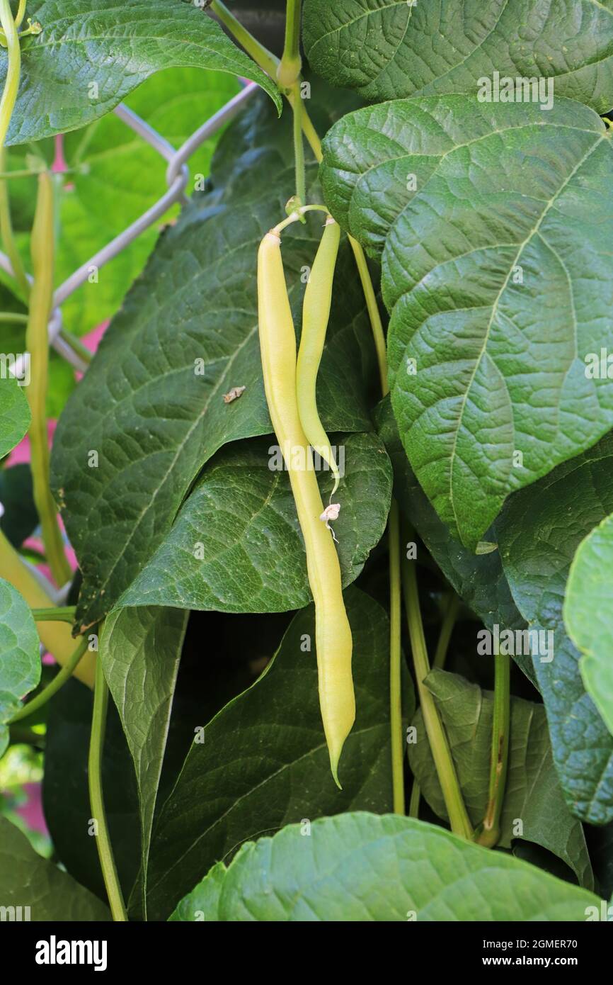 Yellow wax beans hanging from garden vines Stock Photo Alamy