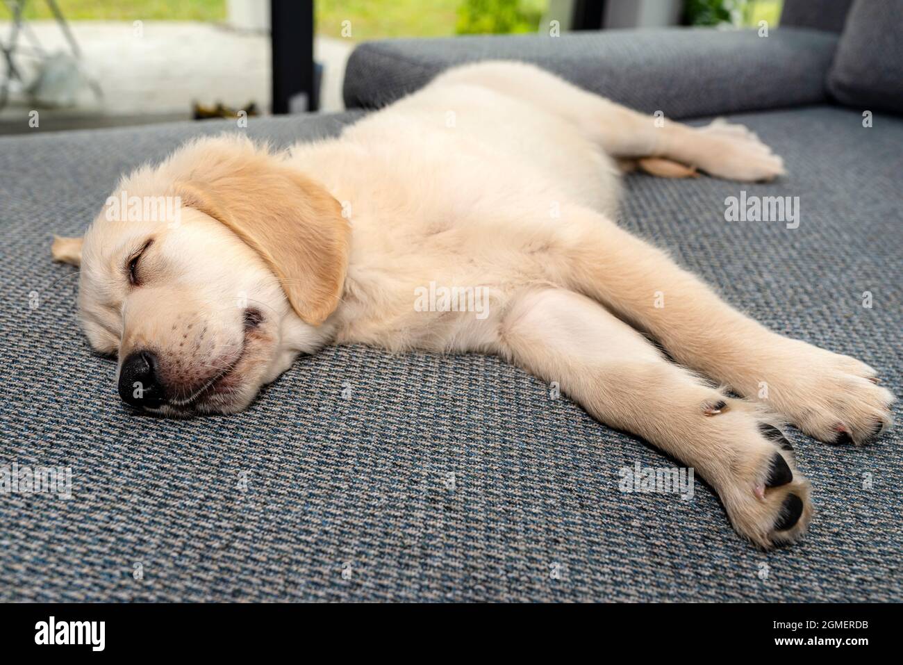 can a golden retriever live in poland