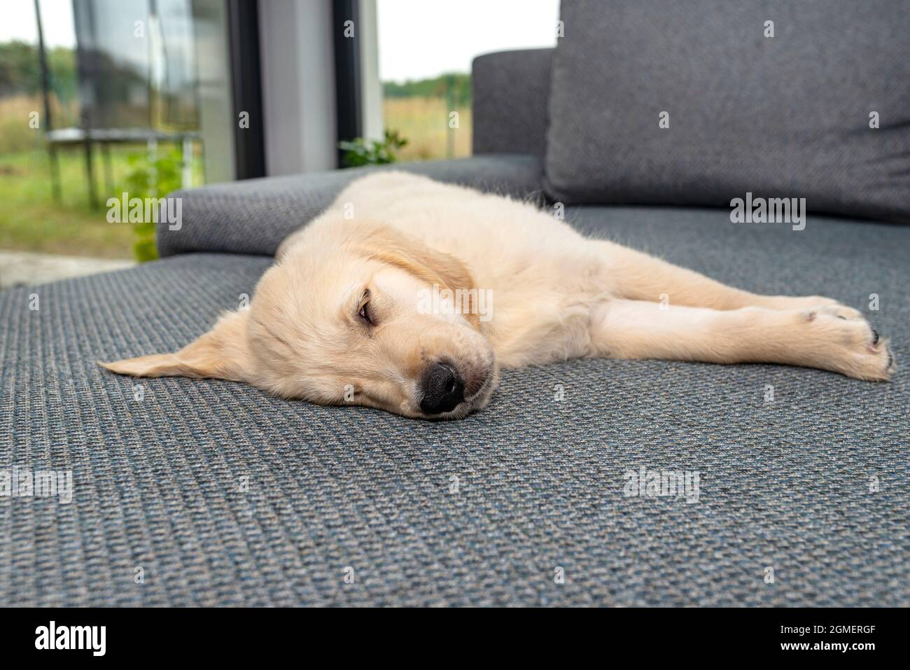 Male golden retriever puppy sleeping on the couch in the living room of the house, terrace window visible. Stock Photo