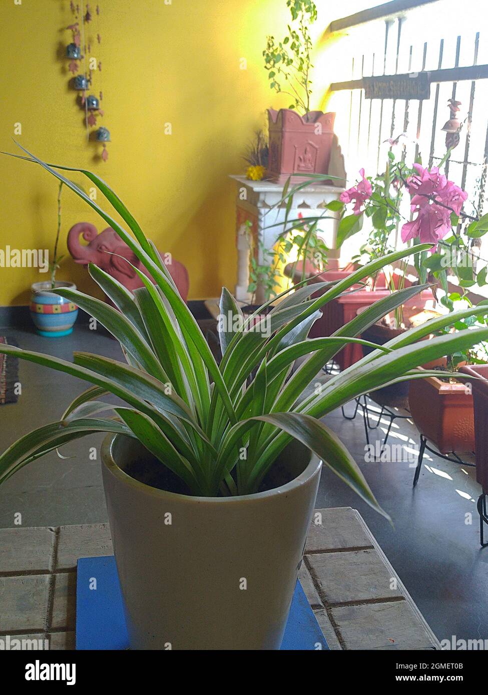 Spider plant in a ceramic pot hires stock photography and images Alamy