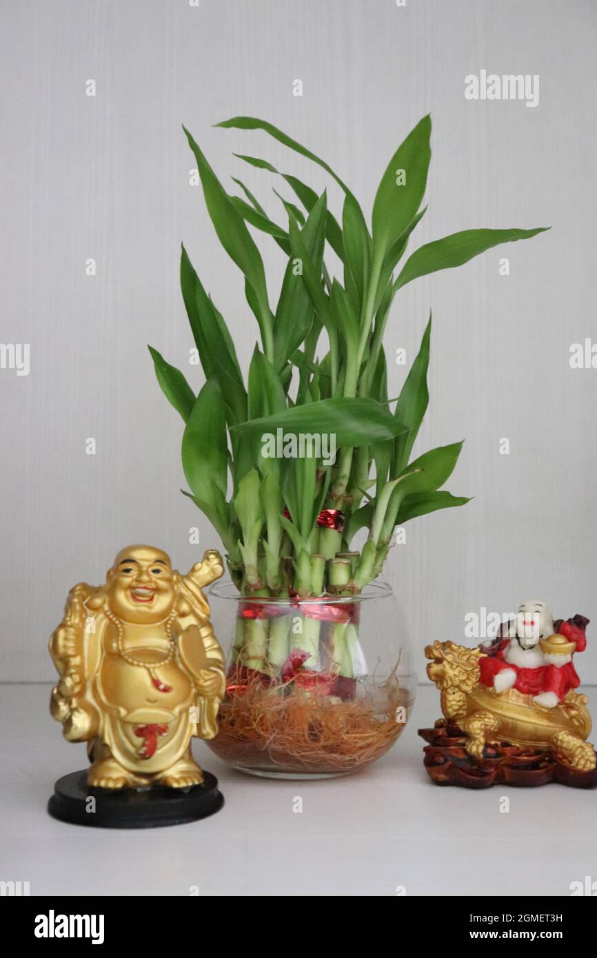 https://c8.alamy.com/comp/2GMET3H/lucky-bamboo-plant-in-a-round-glass-vas-with-laughing-buddhafeng-shui-2GMET3H.jpg