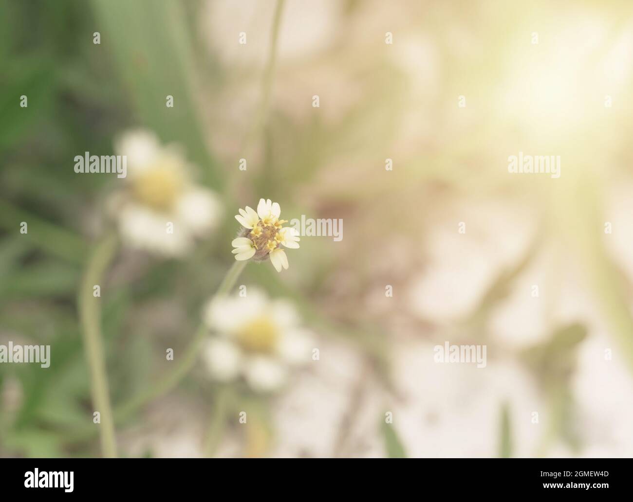 Coat buttons, Mexican daisy, Tridax daisy, or Wild Daisy grass flower with colored filter effect and selective focus Stock Photo