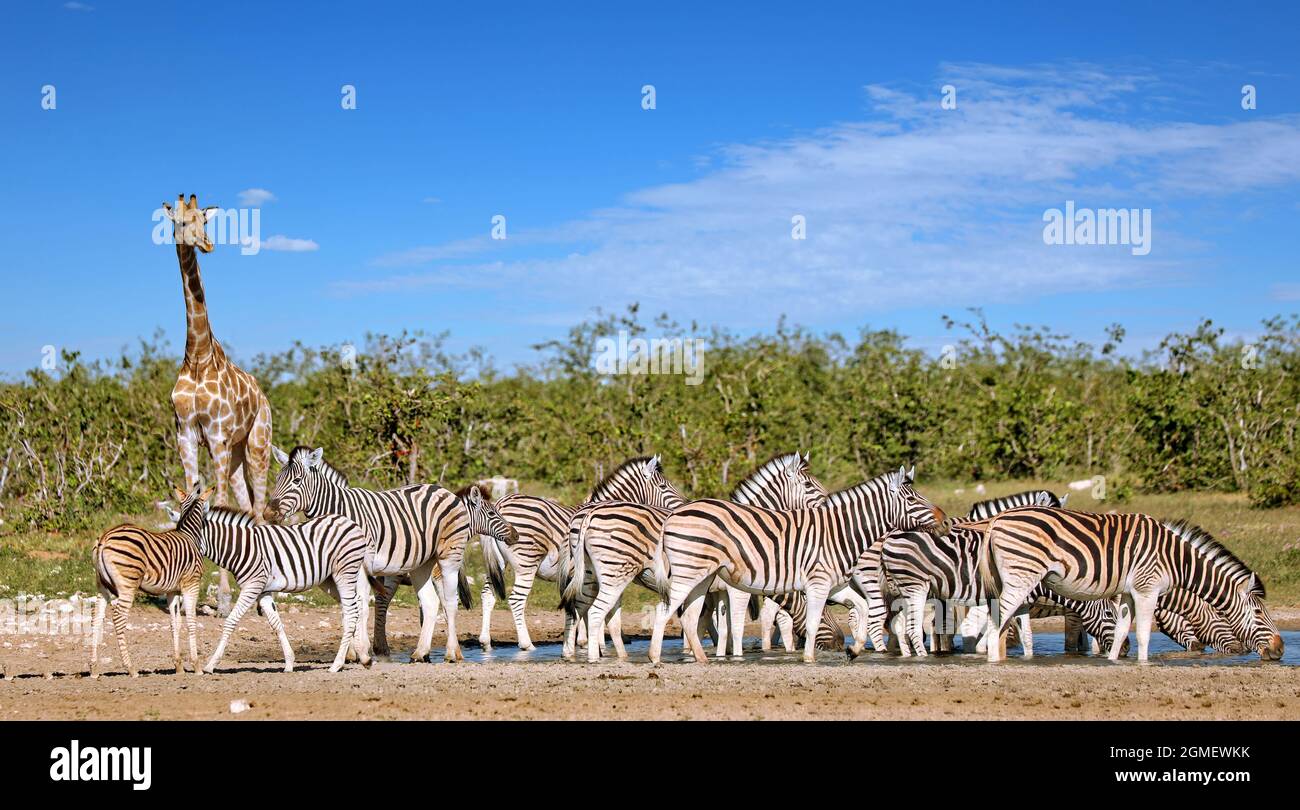 Zebras and a giraffe at the waterhole, Etosha, Namibia Stock Photo