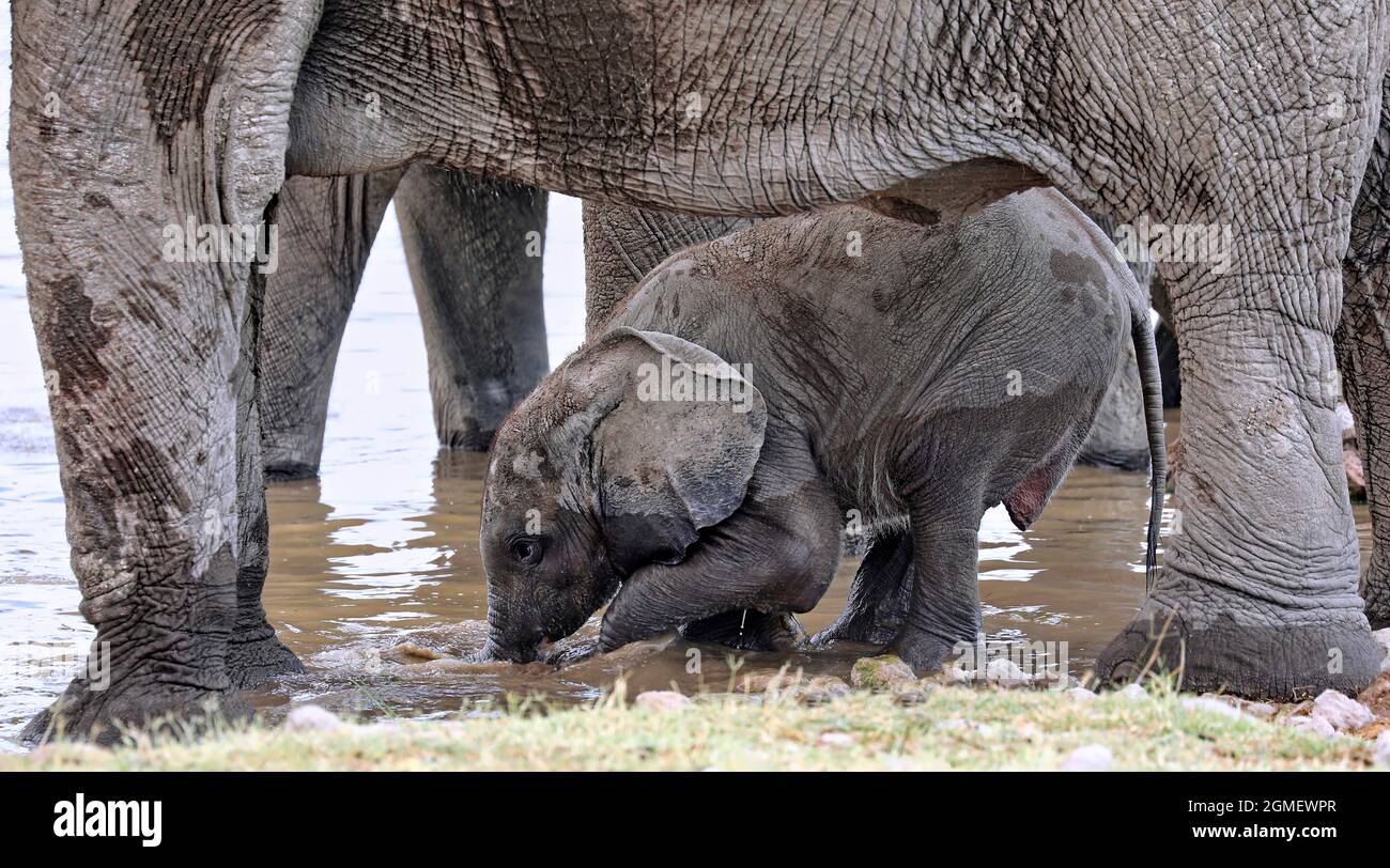 Young elephant, Etosha National Park, Namibia, (Loxodonta africana) Stock Photo