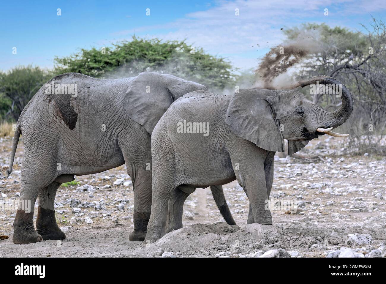 Elephants, Etosha National Park, Namibia, (Loxodonta africana) Stock Photo