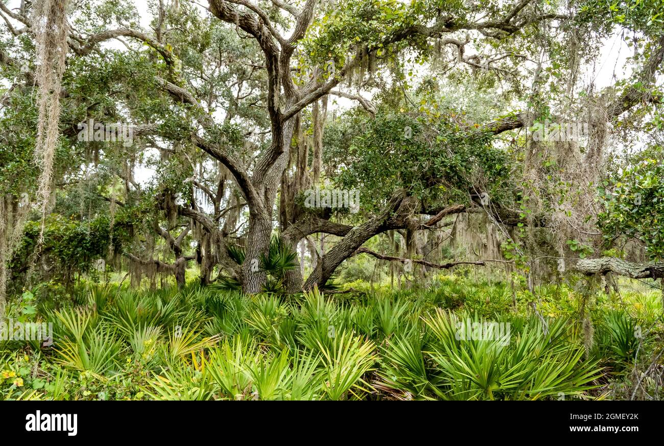Live Oak trees in Lemon Bay Park and Environmental Centerin Englewood on the Gulf Coast of Florida USA Stock Photo