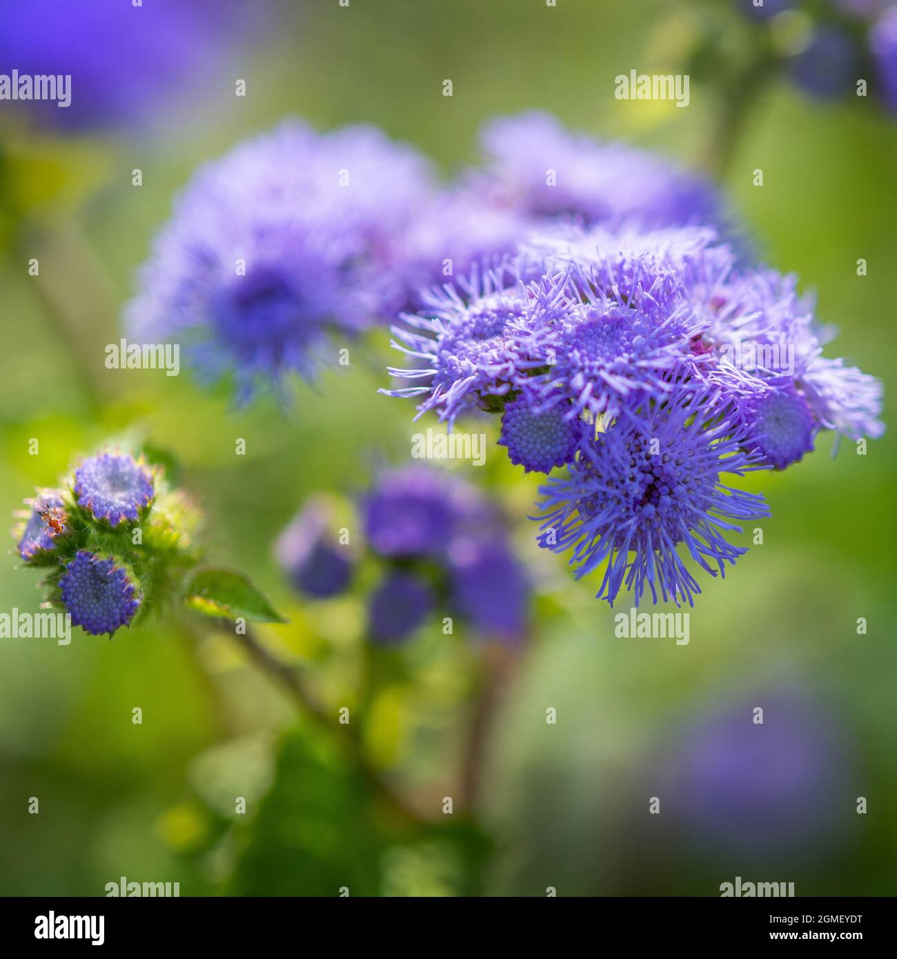 Macro image of Blue Ageratum Flowers. Selective focus. Fine Art Photography Stock Photo