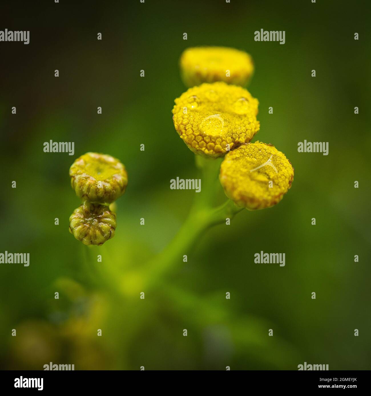 Macro Image of Yellow Tansy Flower Buds with Morning Dews.  Selective focus. Closeup, Macro image. Stock Photo