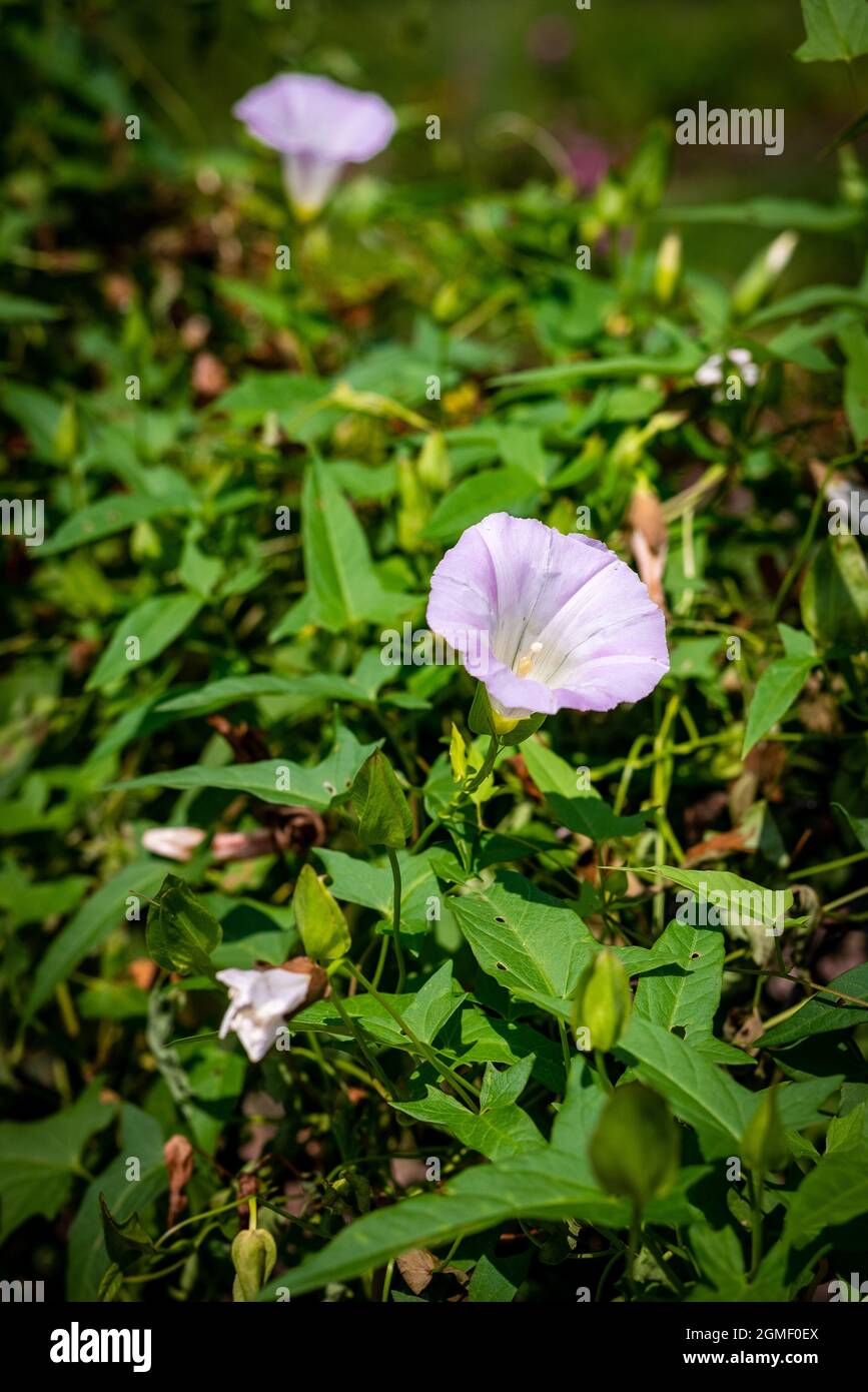Closeup shot field bindweed hi-res stock photography and images - Alamy
