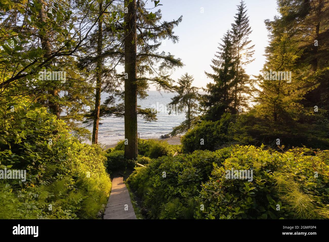 Hiking Path to Mystic Beach in the Vibrant Rainforest Stock Photo - Alamy