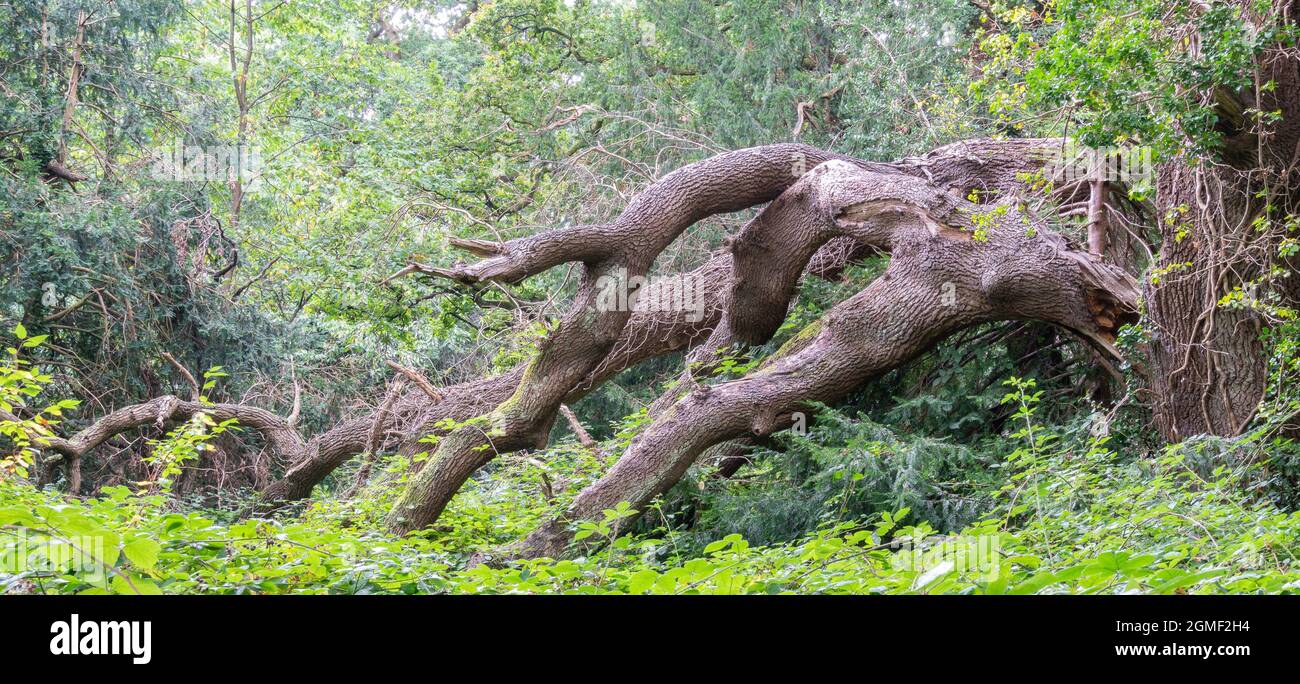 Fallen tree on Southampton Common Stock Photo - Alamy