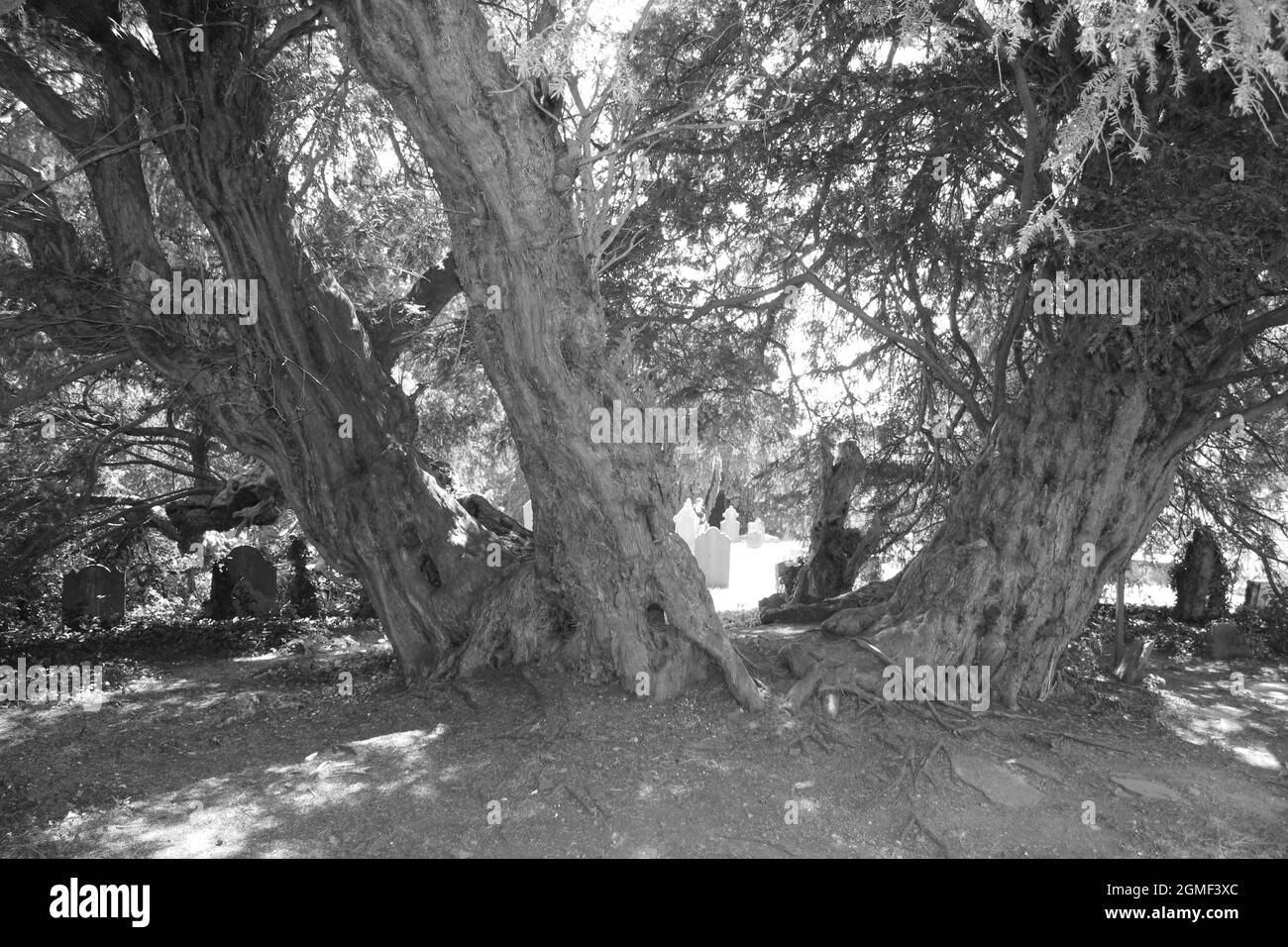 The church yard of St Digain's parish church in Llangernyw is the site