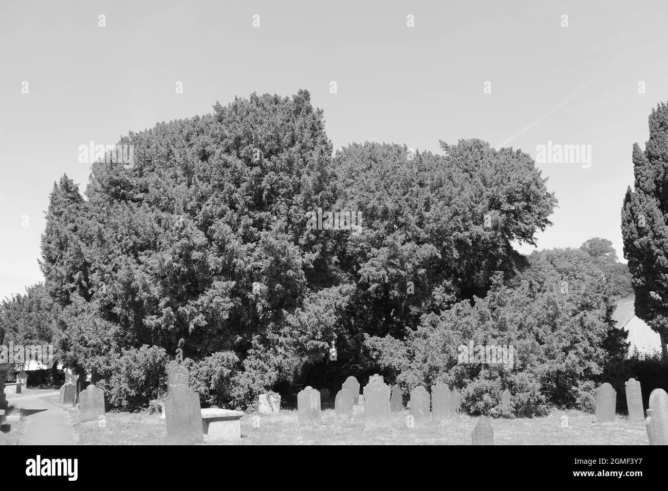 The church yard of St Digain's parish church in Llangernyw is the site