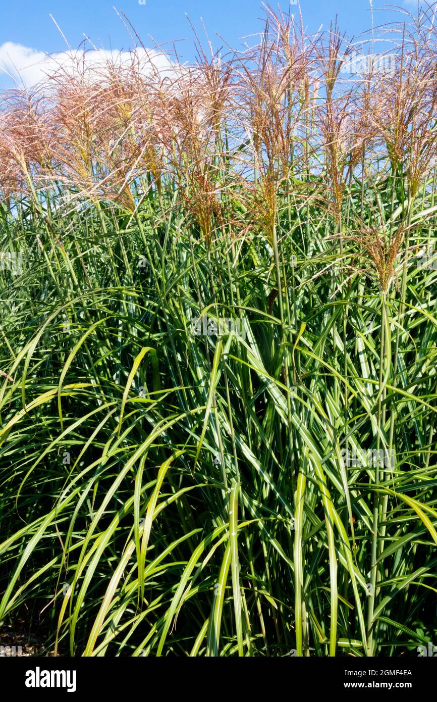 Miscanthus sinensis 'Positano' Garden tall grass Stock Photo