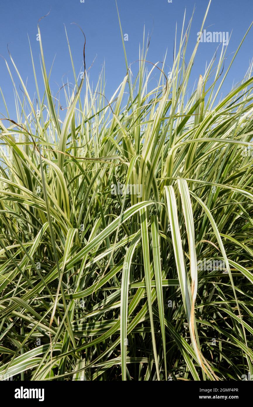 Zebra grass Miscanthus sinensis 'Cabaret' Ornamental Grasses clump Stock  Photo - Alamy