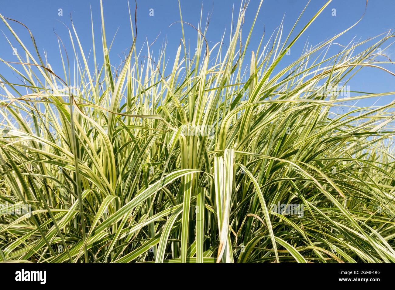 Zebra grass Miscanthus sinensis Ornamental,Grasses clump Stock Photo