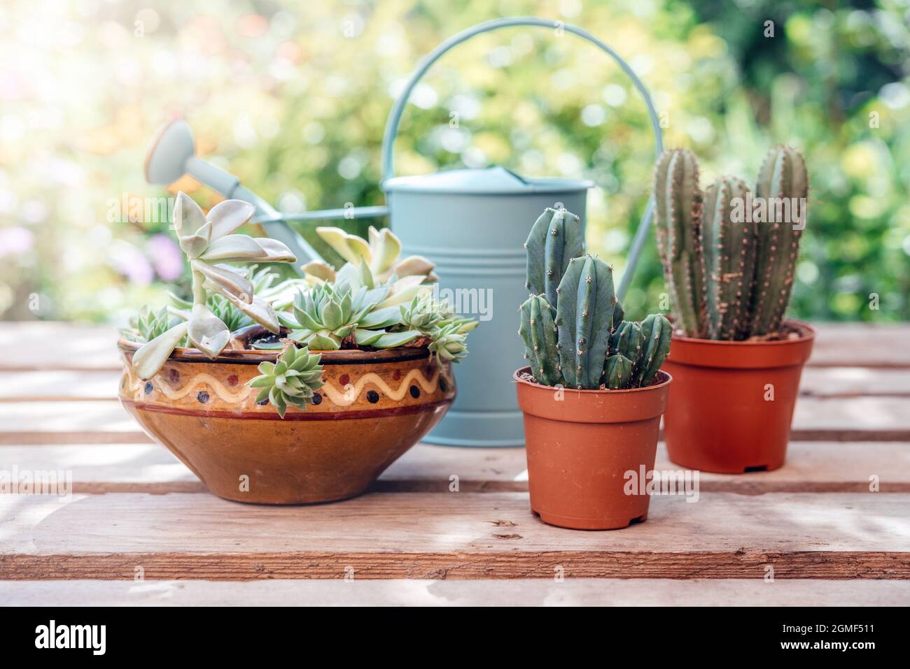 Home garden. How to Transplant Repot a Succulent, propagating succulents  and cacti Stock Photo - Alamy