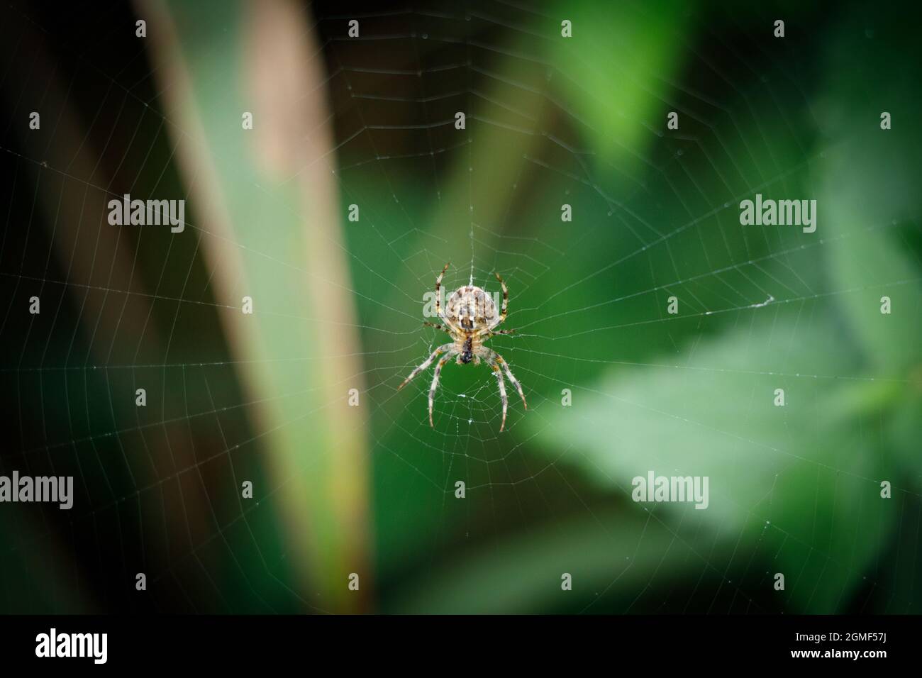a close up of a cross spider sitting in the middle of a spider web ...