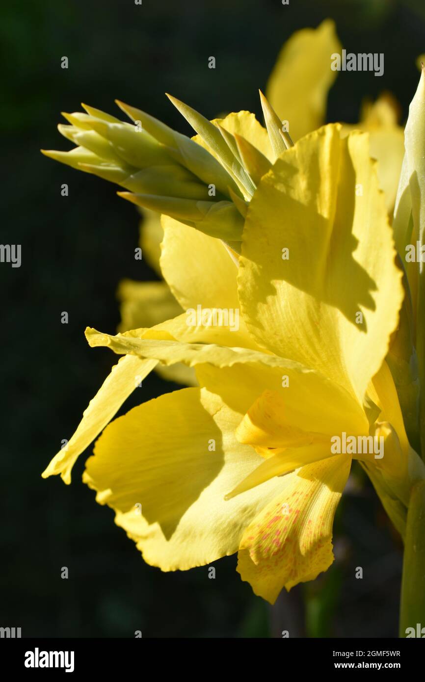 Canna jaune Stock Photo