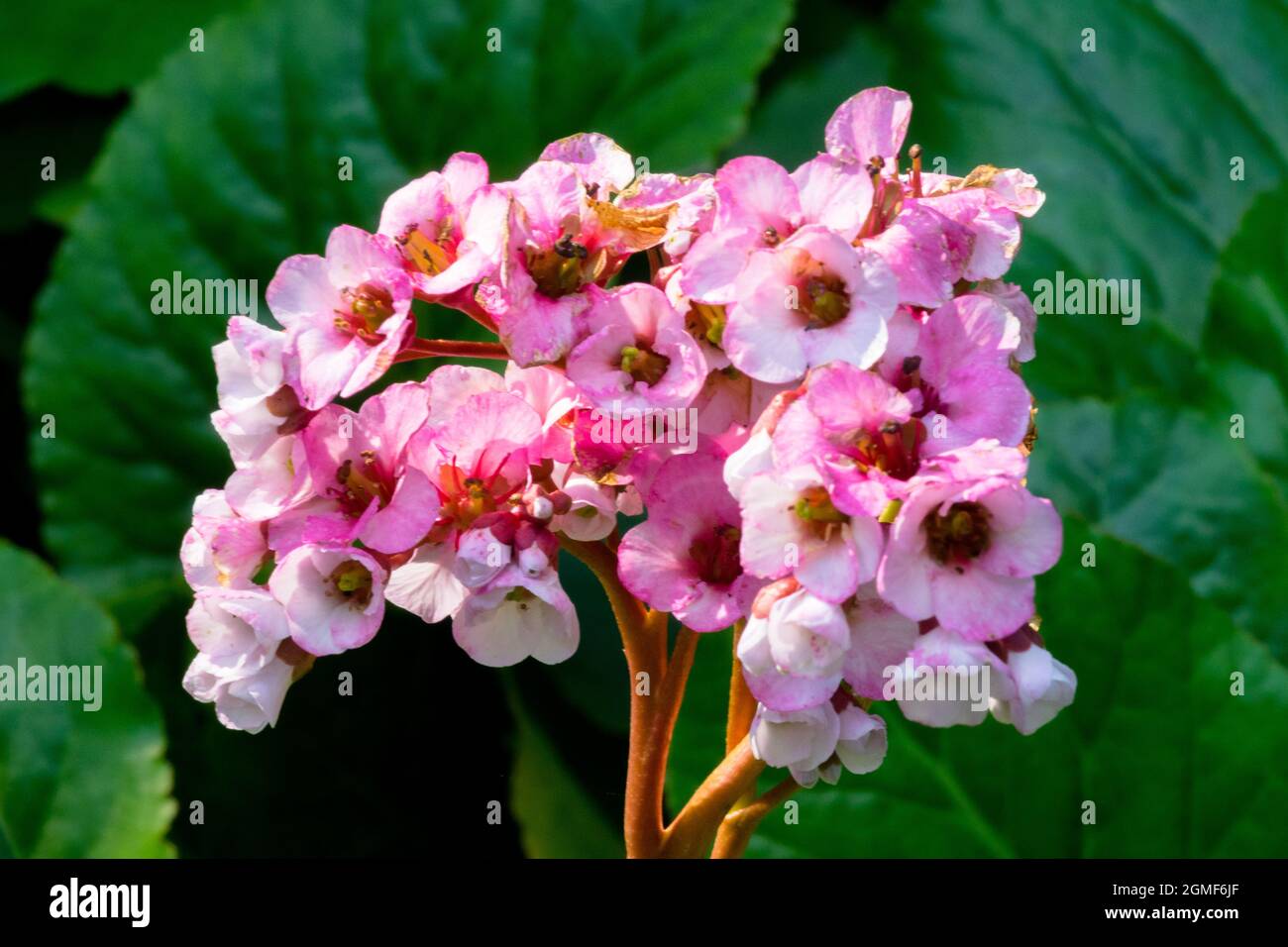 Pink Bergenia flower 'Schneekissen' Stock Photo