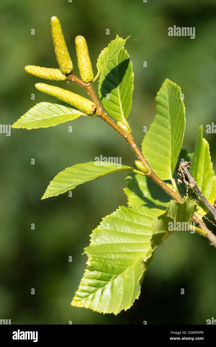 Betula medwediewii 'Gold Bark' leaves Birch leaves Stock Photo