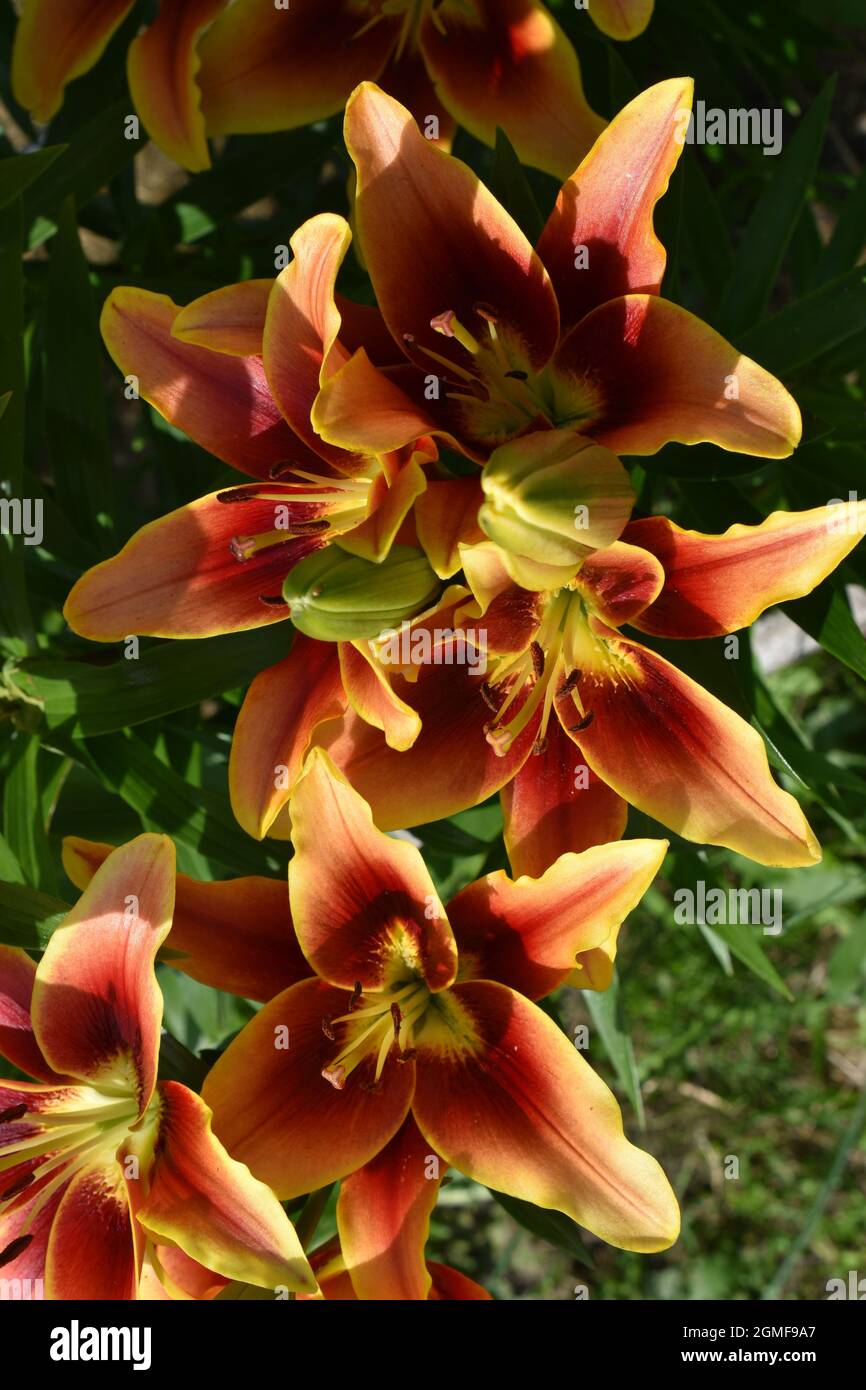 Lilium Avalon Sunset (OAO Stock Photo - Alamy