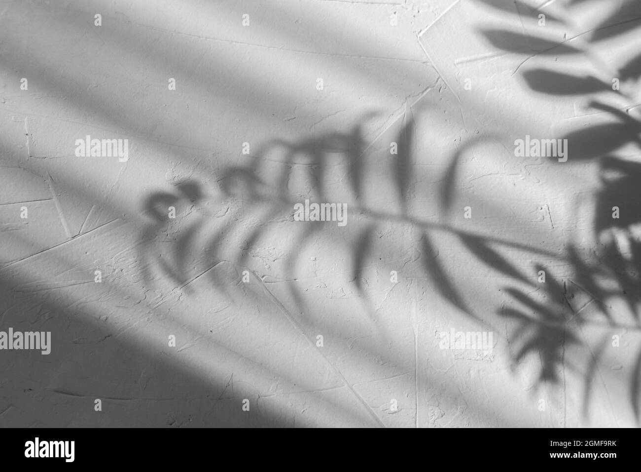 abstracted palm leaf shadow on grey concrete background Stock Photo