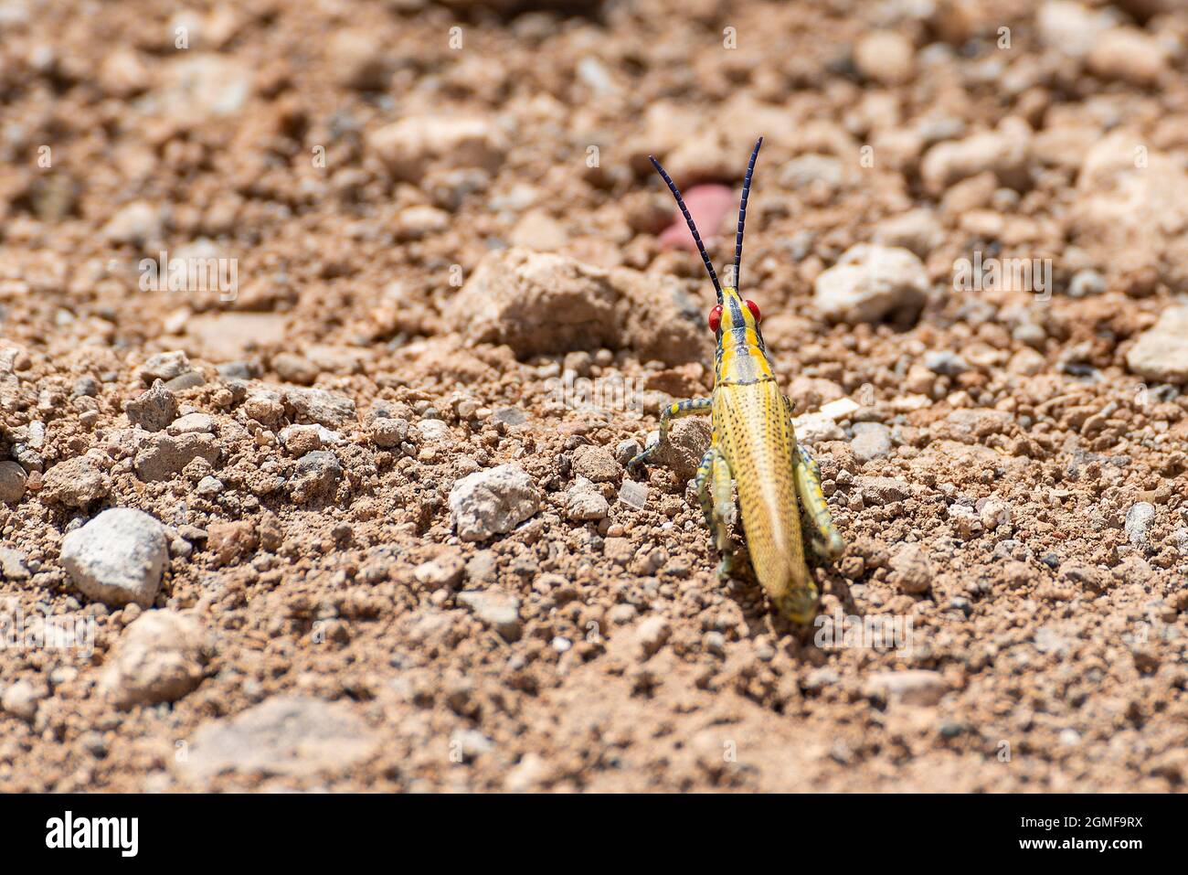 Painted Grasshopper in Djibouti, East Africa Stock Photo