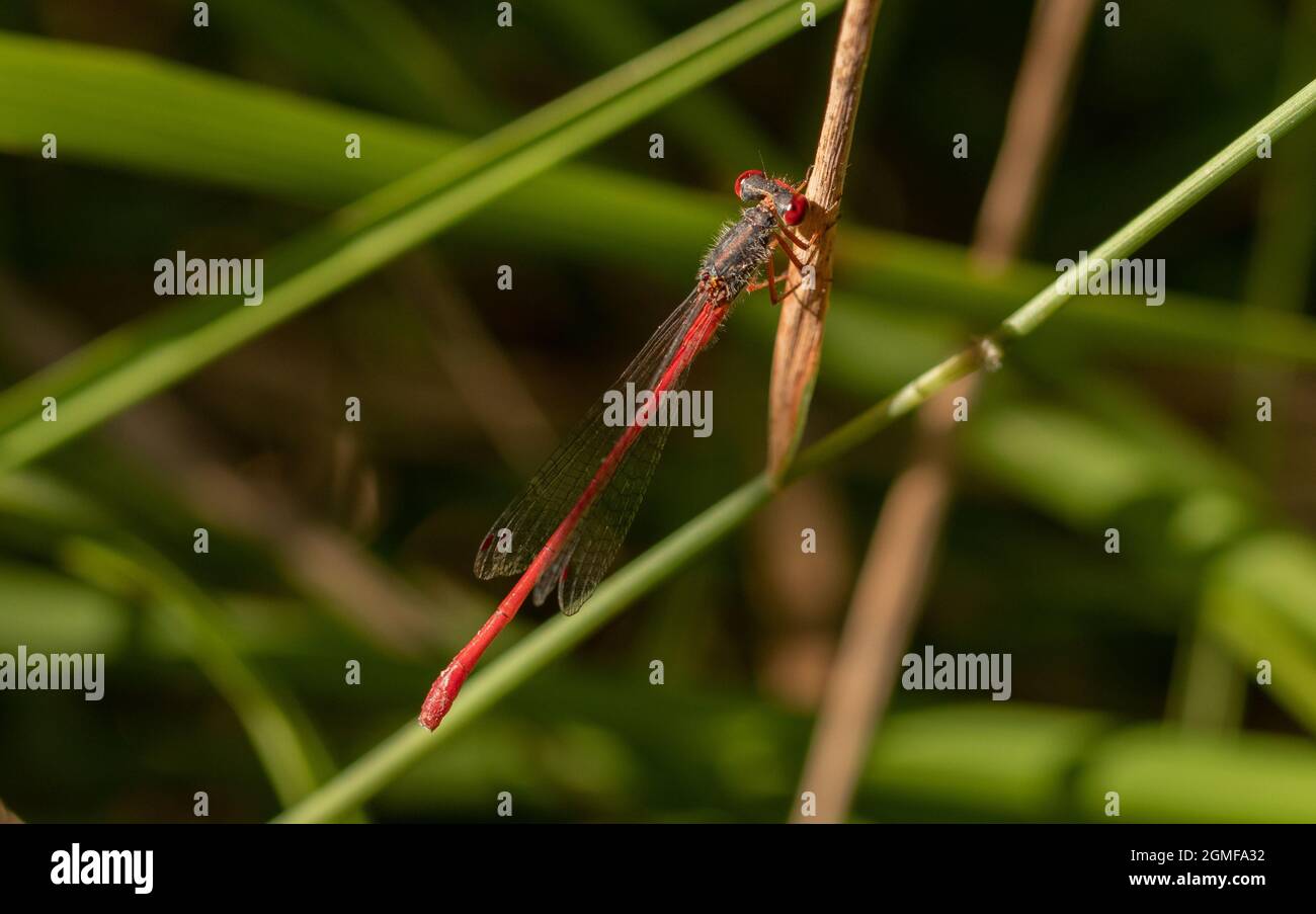 red damselfly in a plant Stock Photo