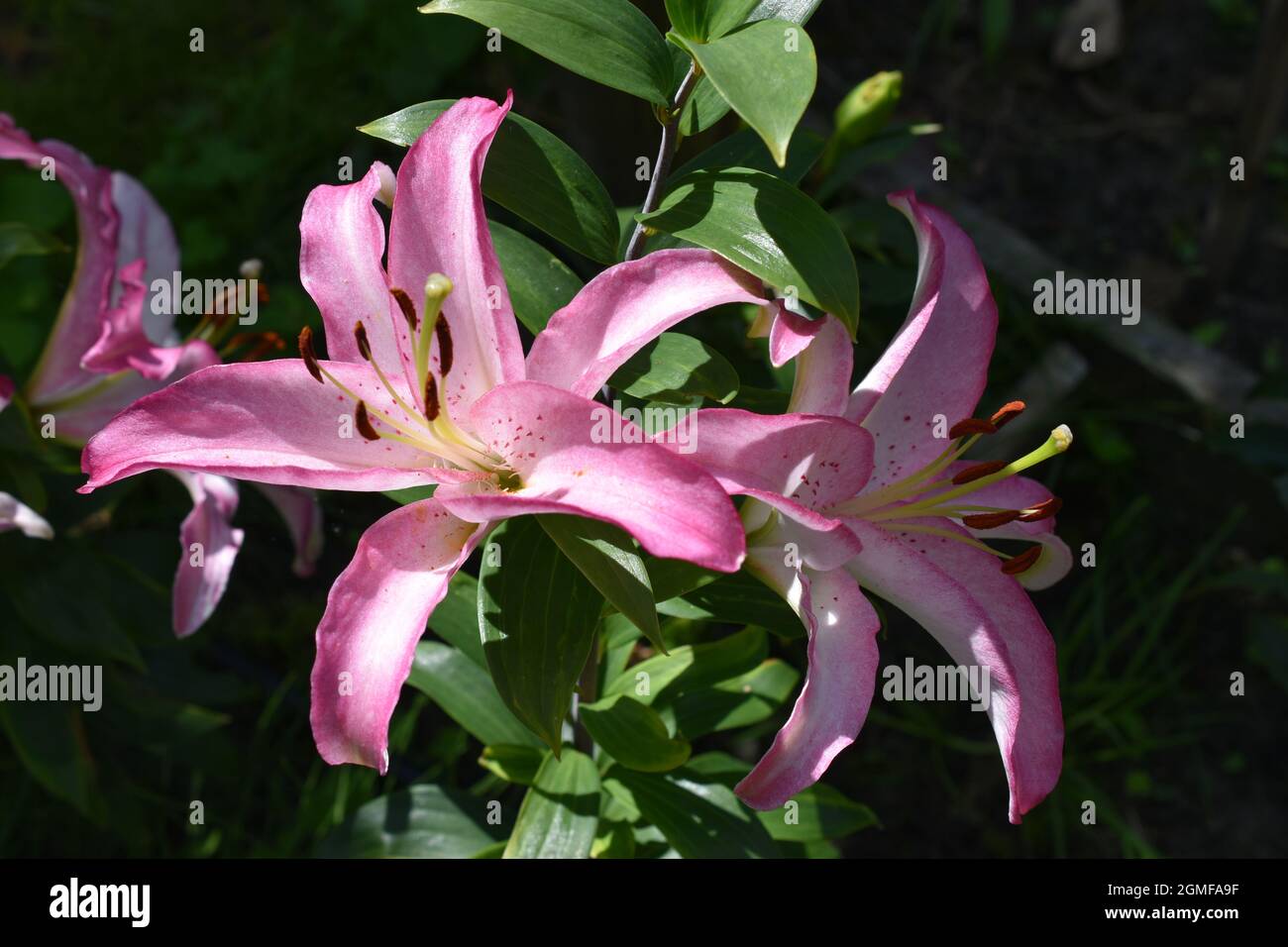 Fleur lily hi-res stock photography and images - Alamy