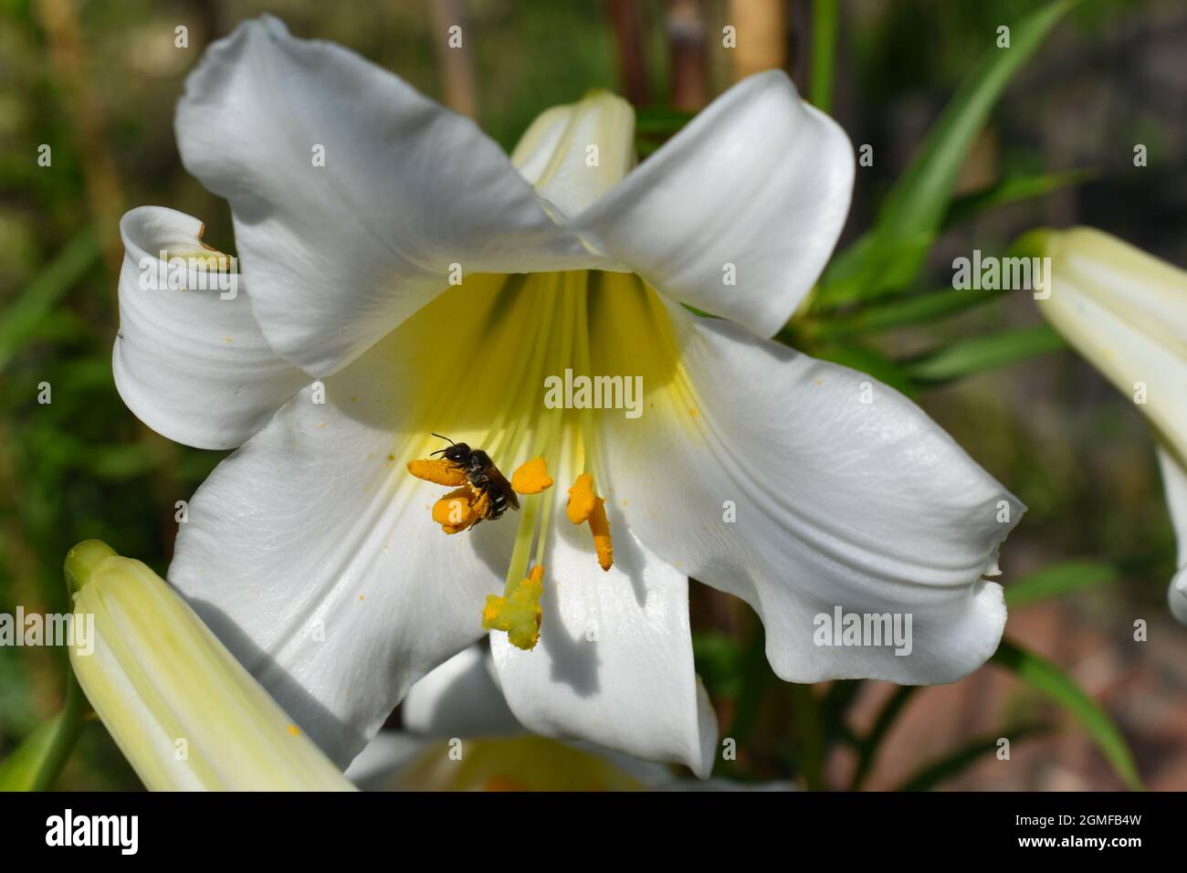 Lilium Royal régale Album et abeille Stock Photo