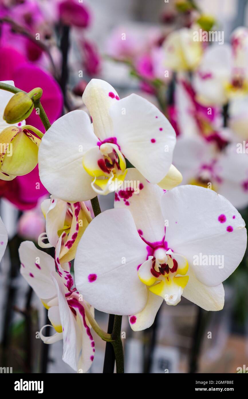 White orchid, Phalaenopsis, Mallorca, Balearic Islands, Spain. Stock Photo