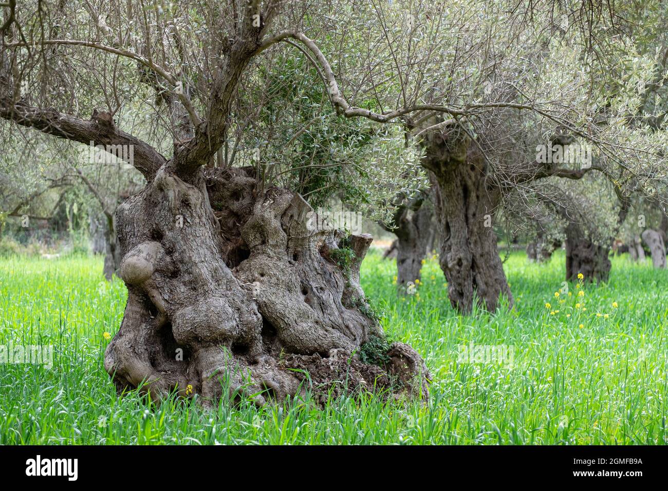 centenary olive trees of Alqueria dAvall, Bunyola, Mallorca, Balearic