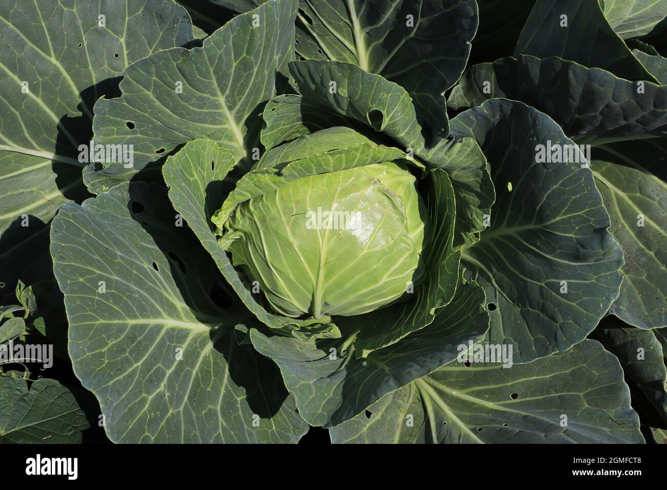 Closeup of green cabbage heads forming in the summer Stock Photo Alamy
