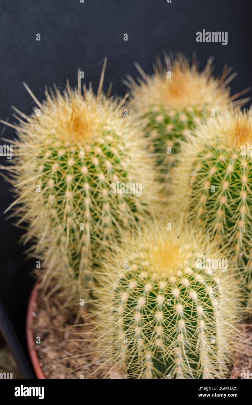 Cactus areola hi-res stock photography and images - Alamy
