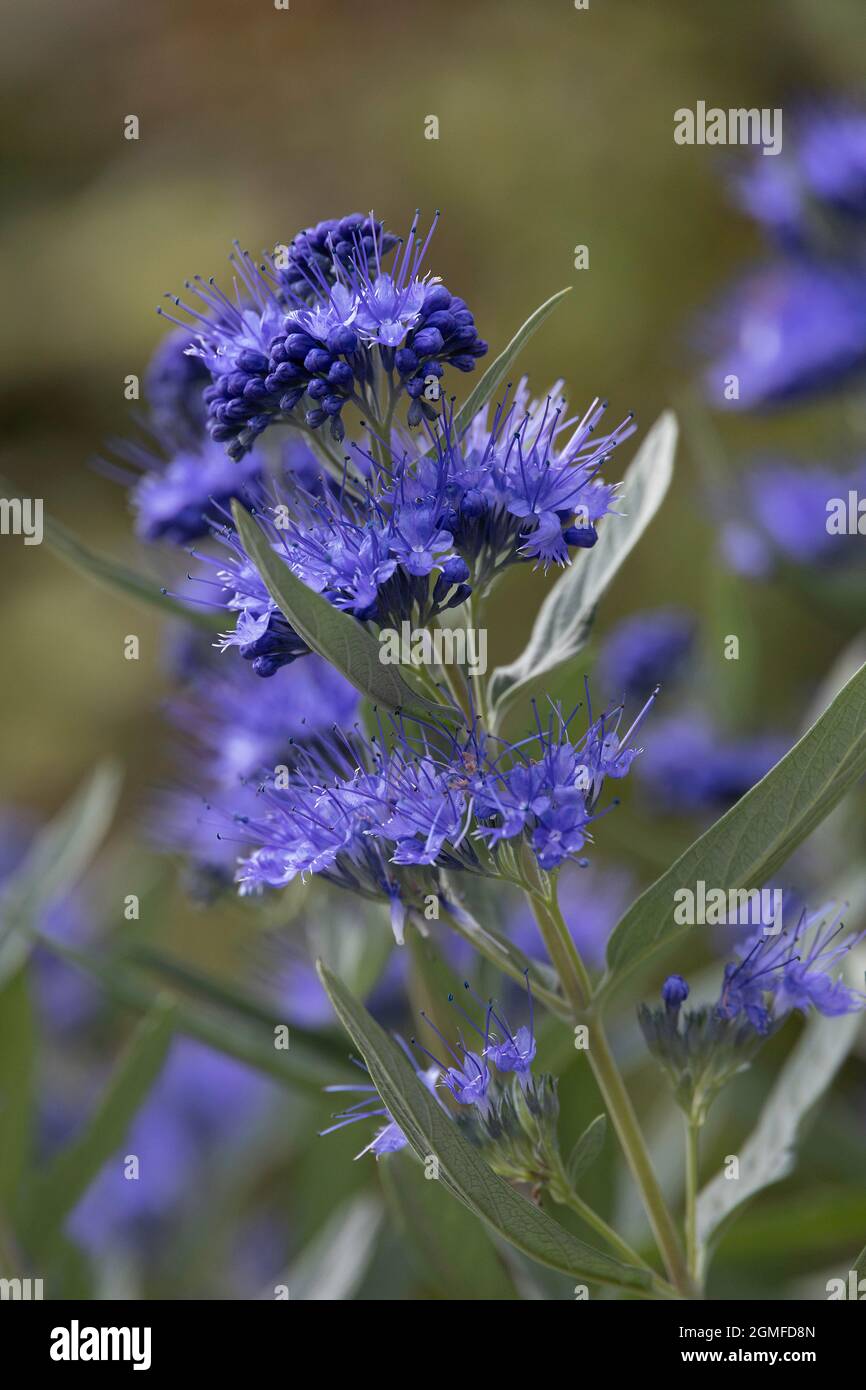 Caryopteris clandonensis Kew Blue Stock Photo