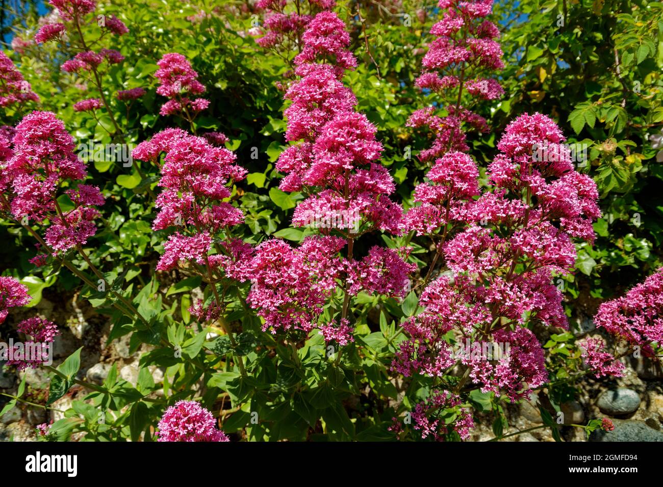 Red Valerian or Centranthus ruber flowers. Stock Photo