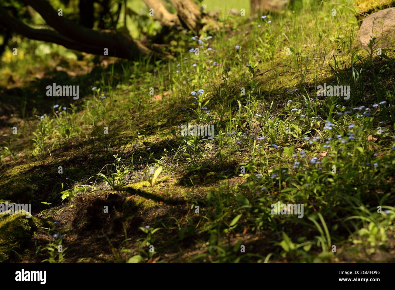 Little blue flowers in the forest Stock Photo - Alamy