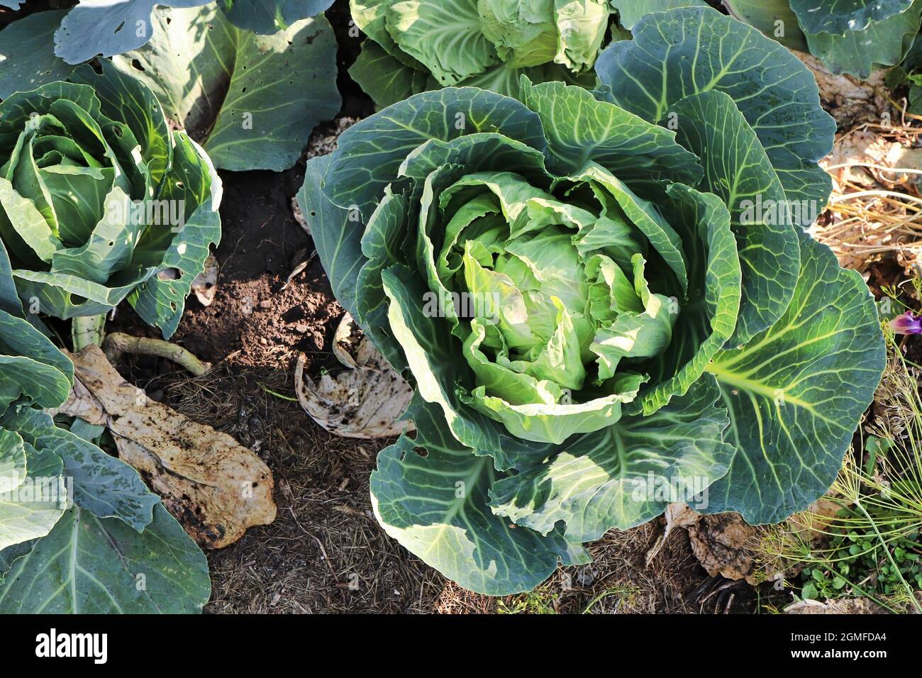 Closeup of green cabbage heads forming in the summer Stock Photo Alamy